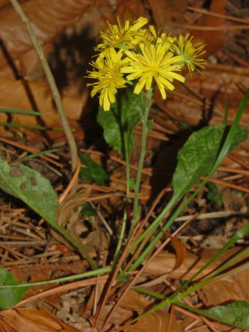 Una piccola asteracea a fine Ottobre - Hieracium sp.